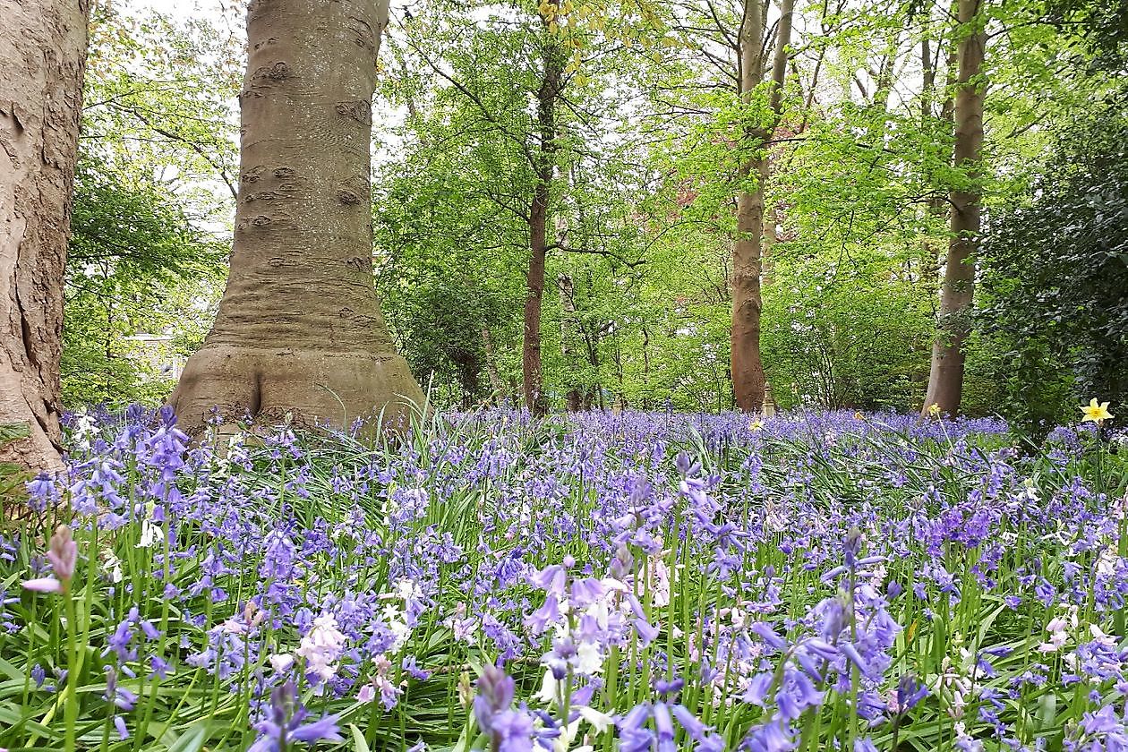 Op 't Kloosterveen - Het Tuinpad Op / In Nachbars Garten