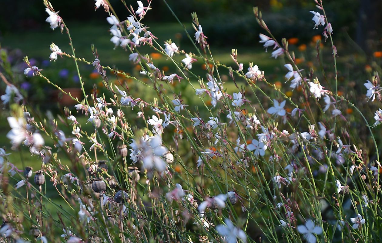 Der Bauernhofgarten - Het Tuinpad Op / In Nachbars Garten