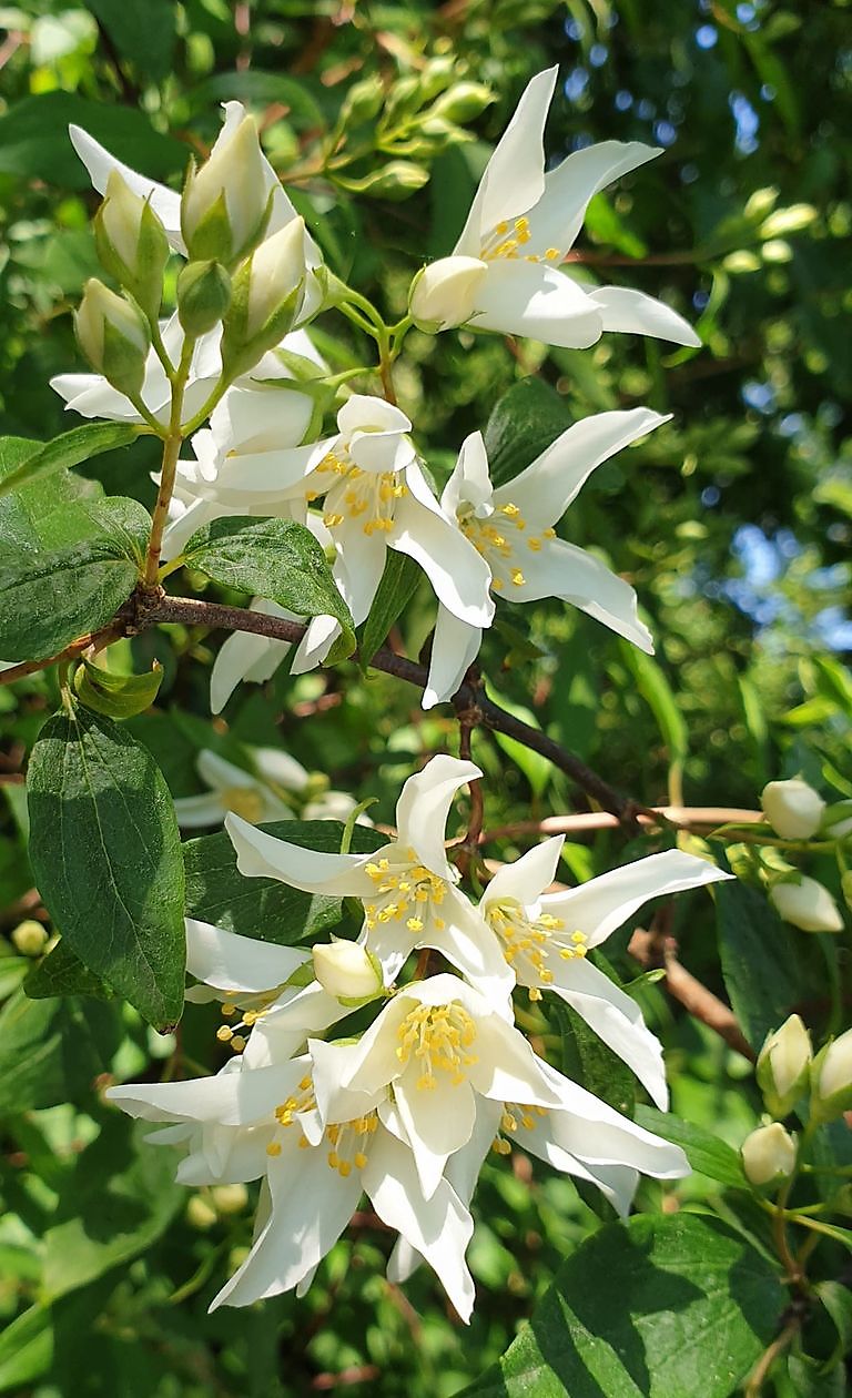 Arboretum Neuenkoop - Het Tuinpad Op / In Nachbars Garten