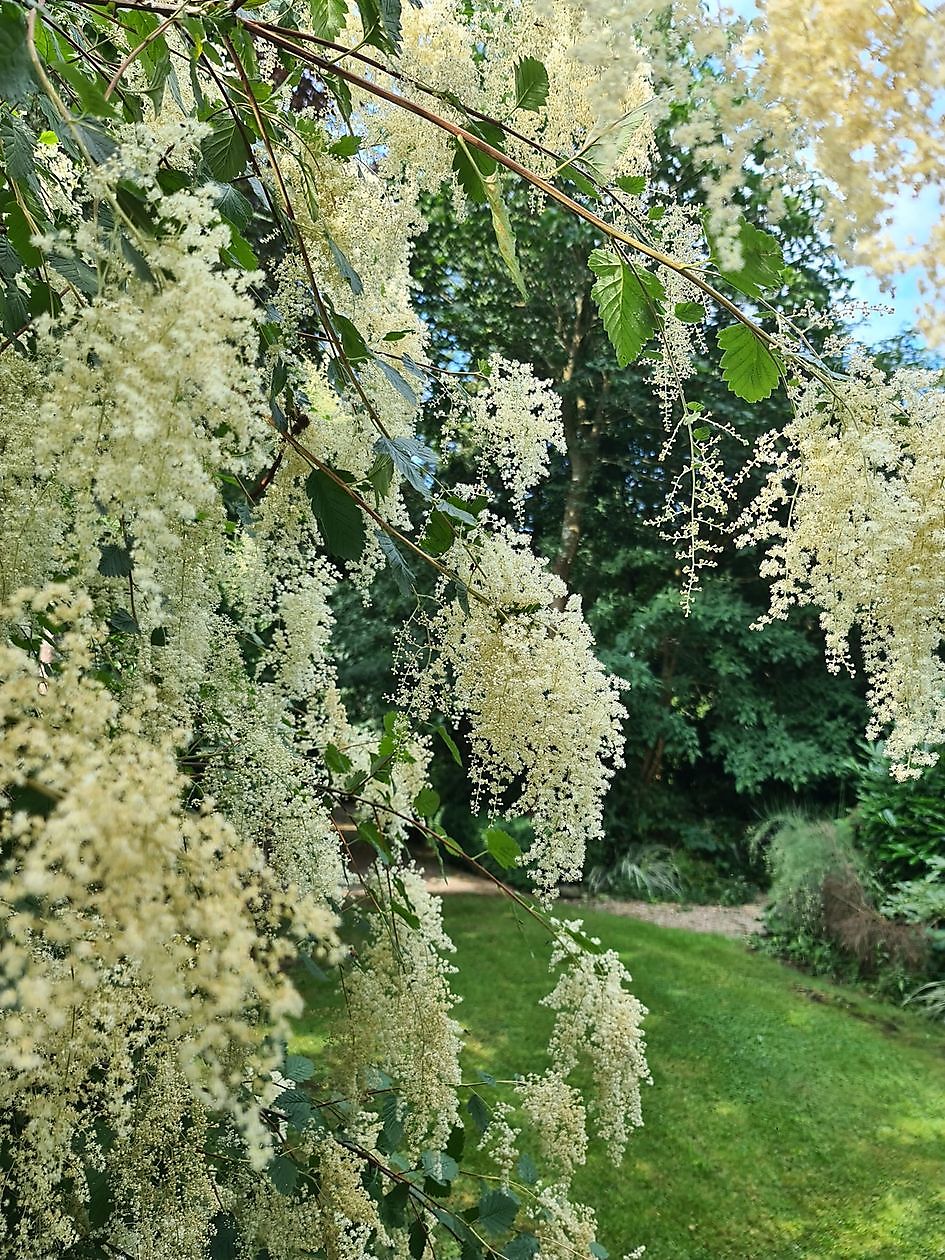 Arboretum Neuenkoop - Het Tuinpad Op / In Nachbars Garten