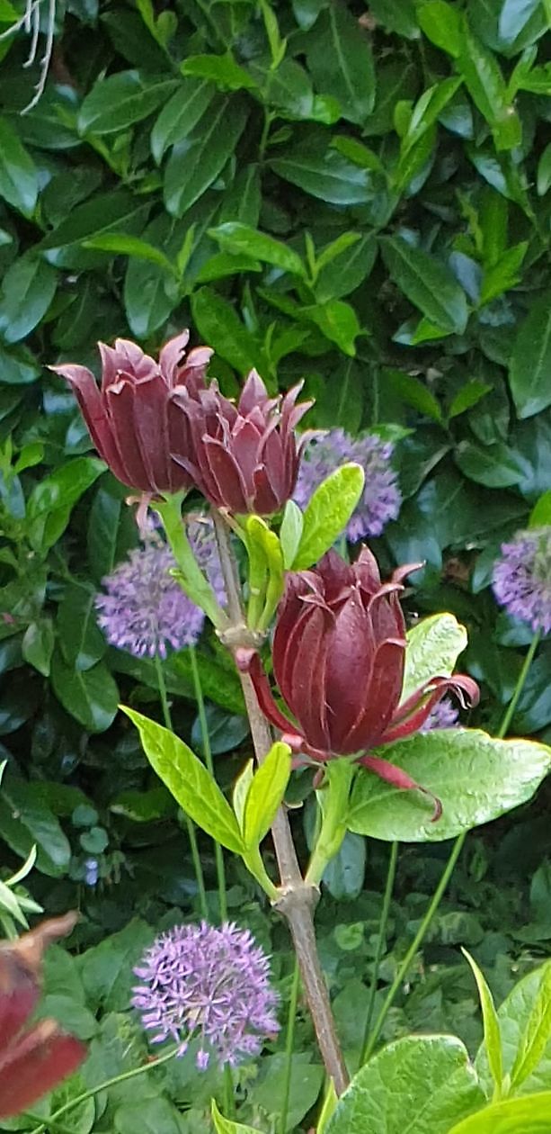 Arboretum Neuenkoop - Het Tuinpad Op / In Nachbars Garten