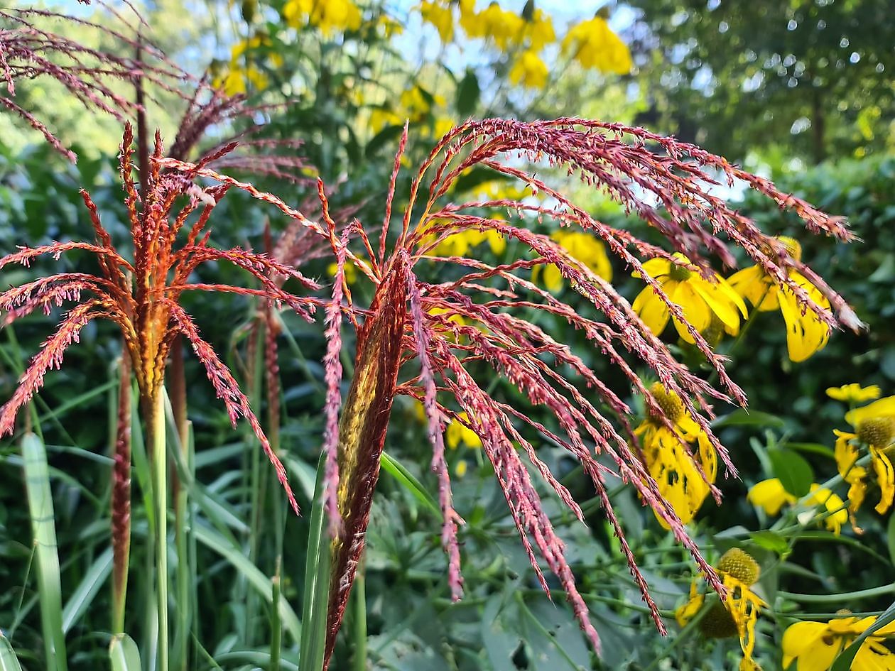 Arboretum Neuenkoop - Het Tuinpad Op / In Nachbars Garten