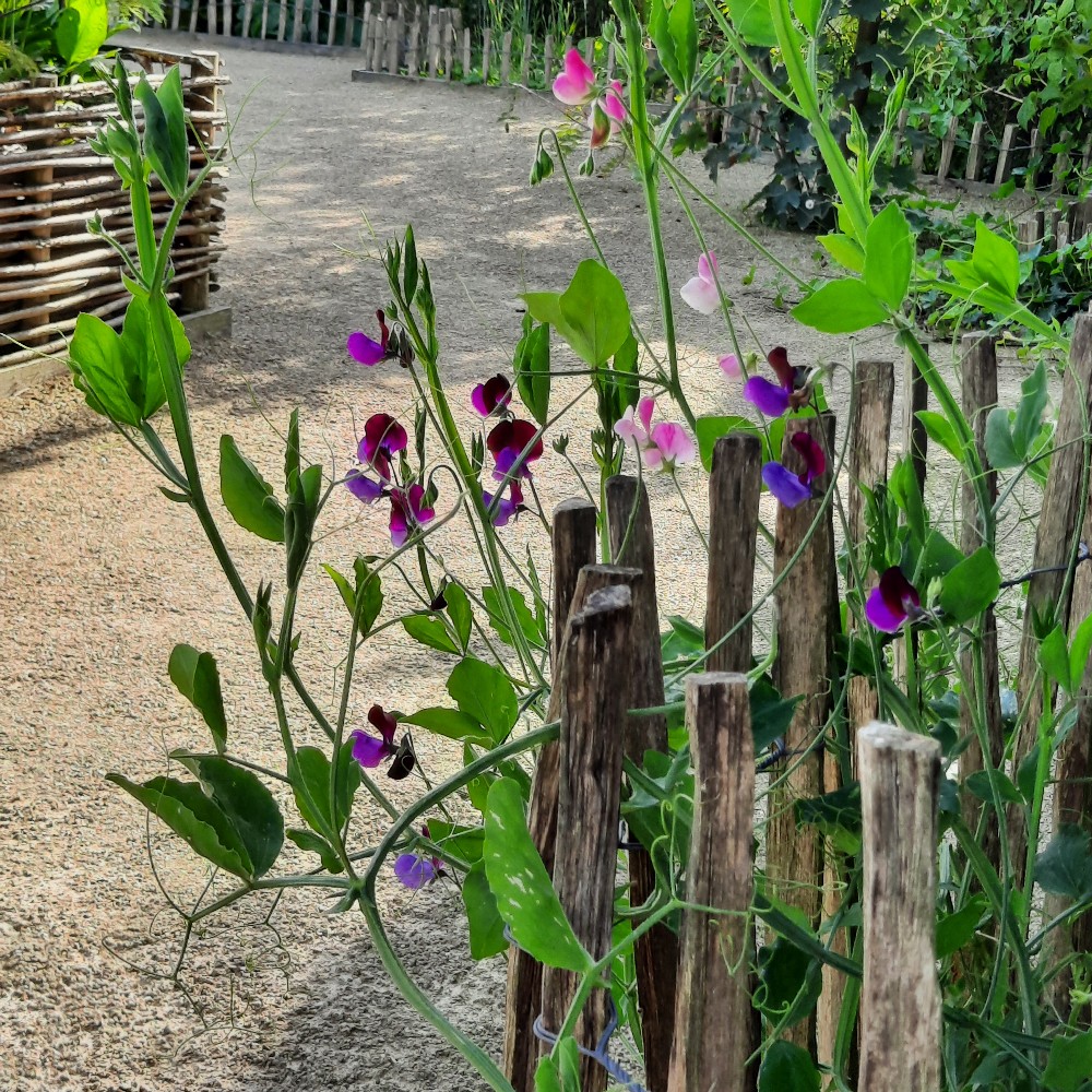 De Cleyne Hortus - Het Tuinpad Op / In Nachbars Garten