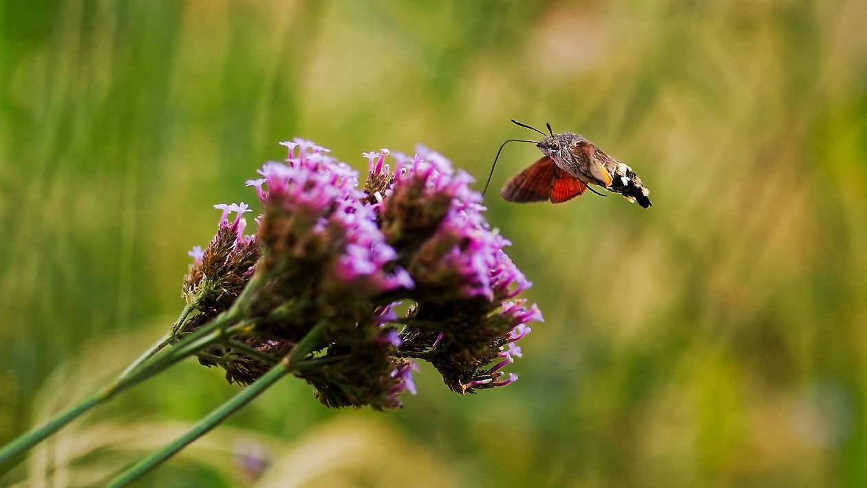 Blumengarten - Het Tuinpad Op / In Nachbars Garten