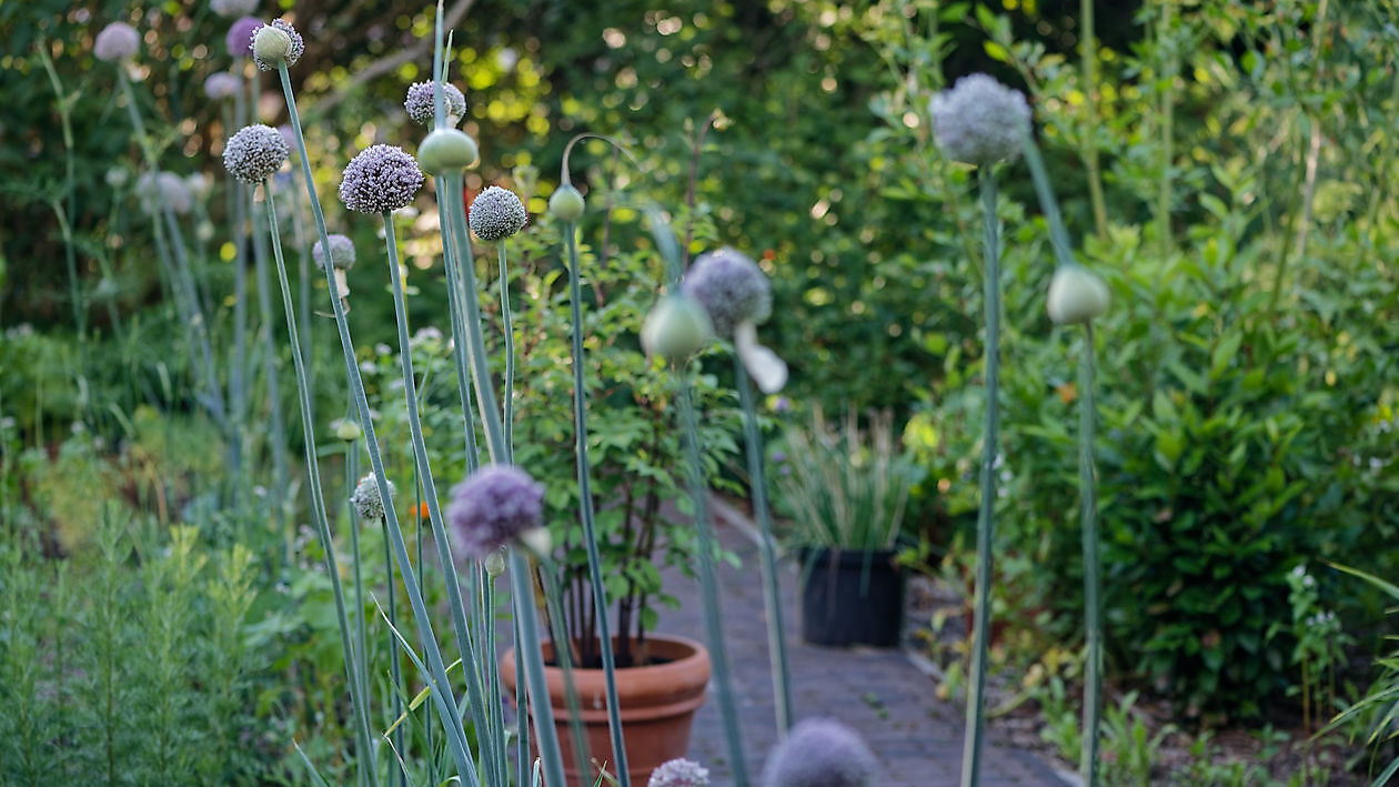 Blumengarten - Het Tuinpad Op / In Nachbars Garten