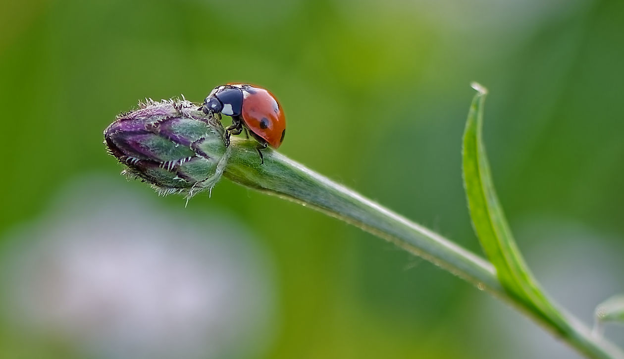 Blumengarten - Het Tuinpad Op / In Nachbars Garten