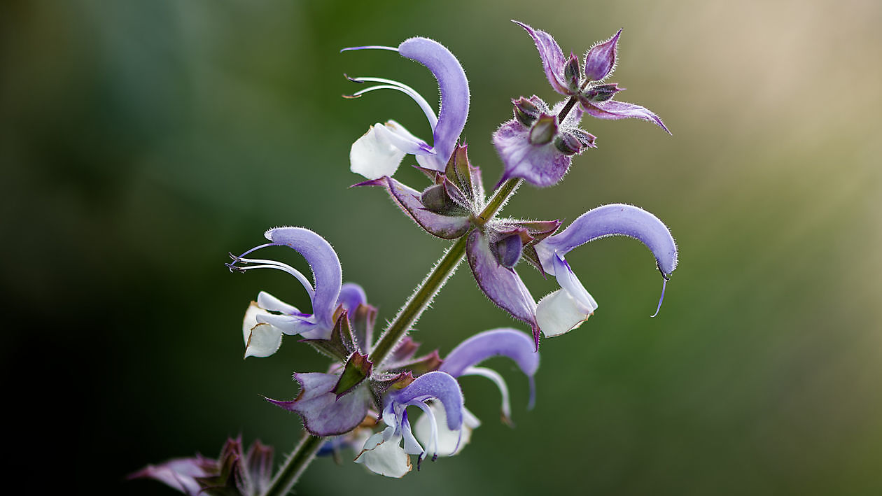 Blumengarten - Het Tuinpad Op / In Nachbars Garten