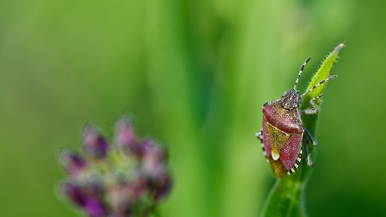 Blumengarten - Het Tuinpad Op / In Nachbars Garten