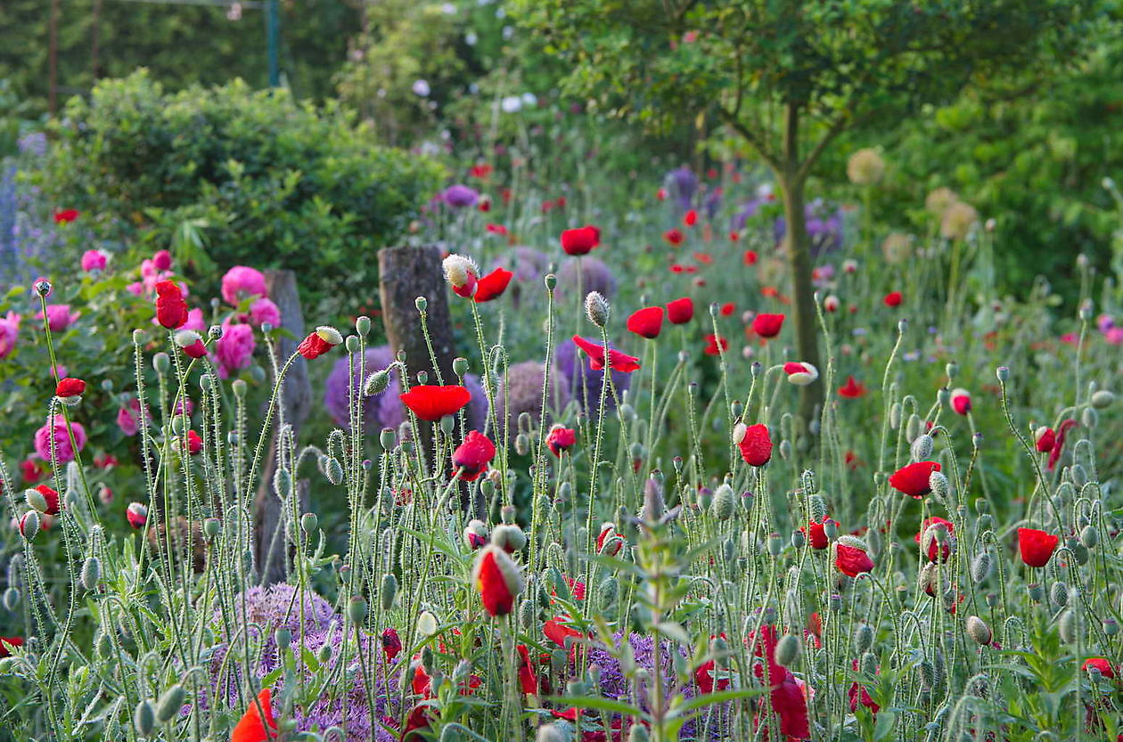 Landidyll Familie Tjarks/Schoon - Het Tuinpad Op / In Nachbars Garten