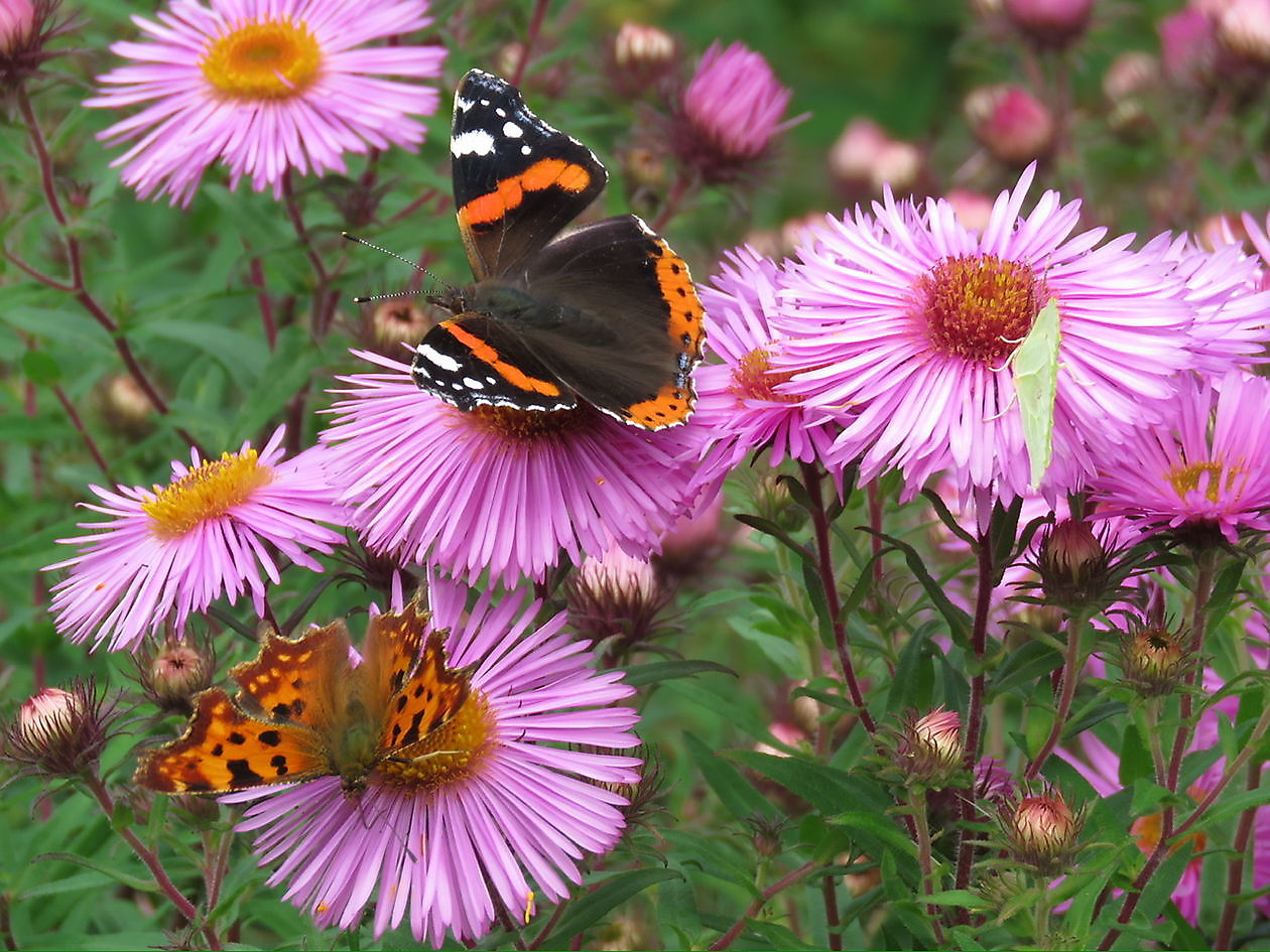 Landidyll Familie Tjarks/Schoon - Het Tuinpad Op / In Nachbars Garten