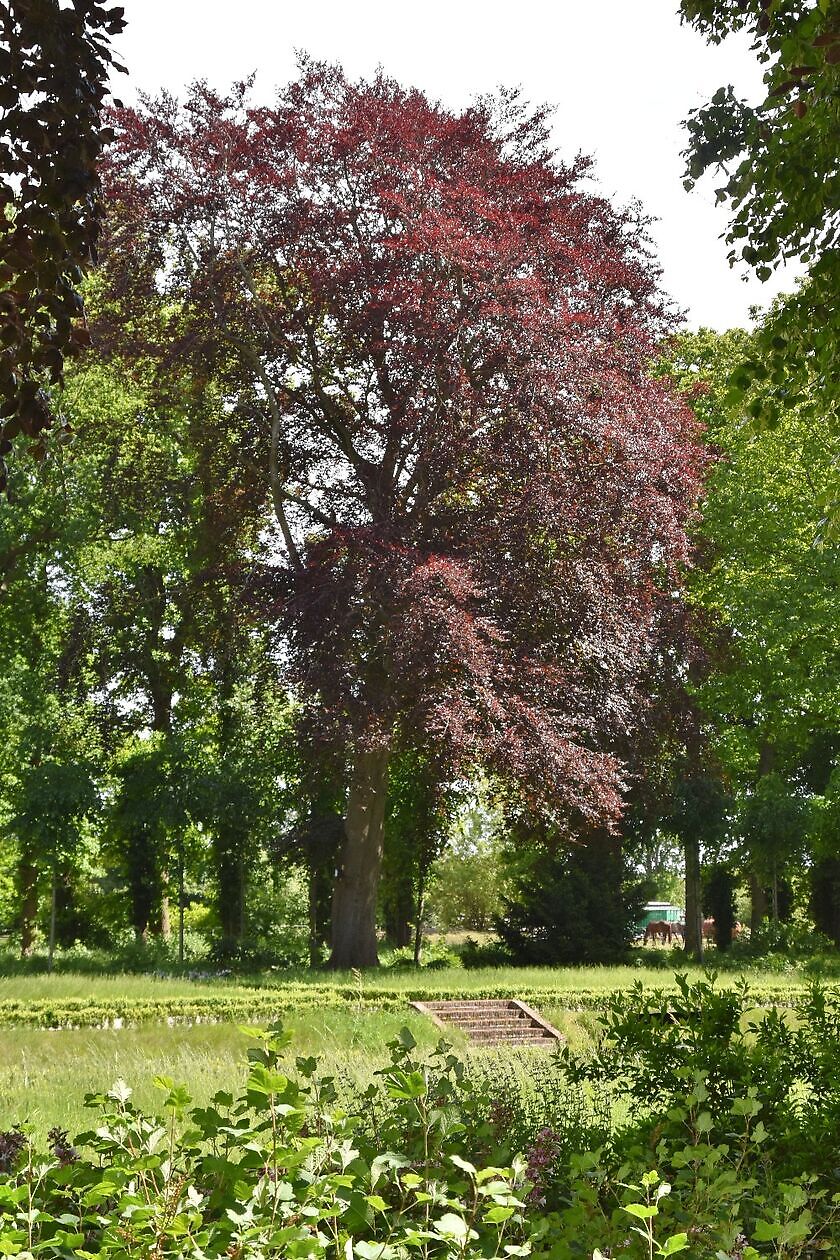 Veenborg Welgelegen - Het Tuinpad Op / In Nachbars Garten