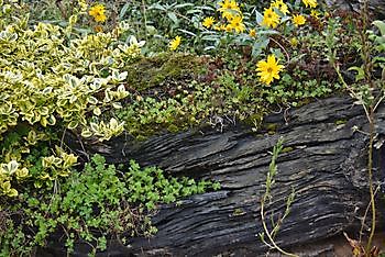 Bauerngarten des Heimatvereins Oberlangen - Het Tuinpad Op / In Nachbars Garten