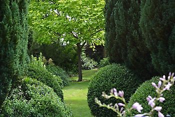 Die Westerwoldse Lilie - Het Tuinpad Op / In Nachbars Garten