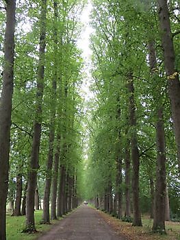 Evenburger Schlosspark - Het Tuinpad Op / In Nachbars Garten