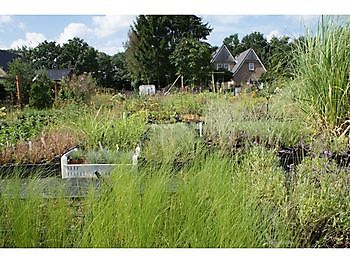 Het Amsterdamscheveld - Het Tuinpad Op / In Nachbars Garten