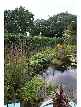 Het Amsterdamscheveld - Het Tuinpad Op / In Nachbars Garten