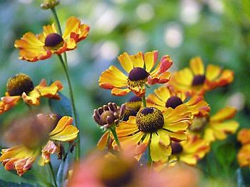 De Houtstek - Het Tuinpad Op / In Nachbars Garten