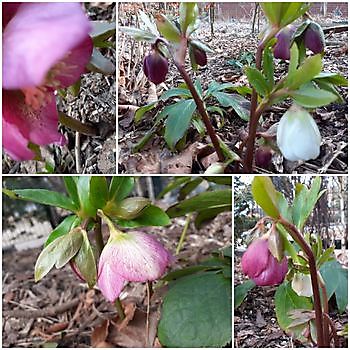 Garten(t)räume - Het Tuinpad Op / In Nachbars Garten