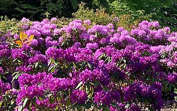 De Vier Handen - Het Tuinpad Op / In Nachbars Garten