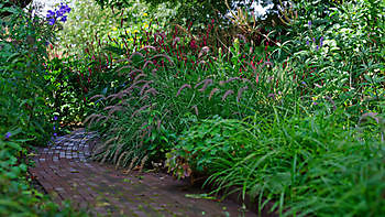 Blumengarten - Het Tuinpad Op / In Nachbars Garten