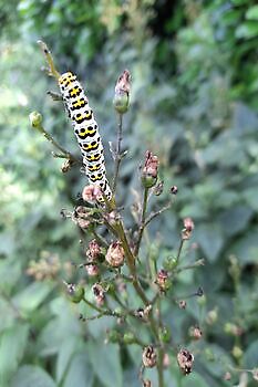 Tuin Kees & Charlotte Traas - Het Tuinpad Op / In Nachbars Garten